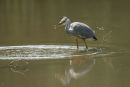 06-6764 Grey Heron (Ardea cinerea) with Fish